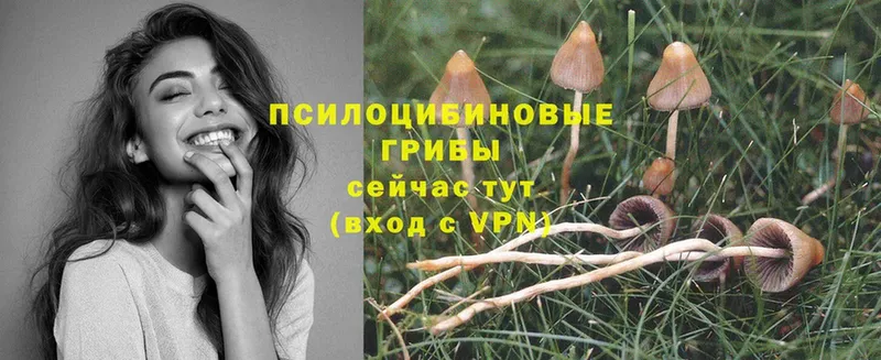 Галлюциногенные грибы Psilocybe  Губкинский 